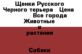 Щенки Русского Черного терьера › Цена ­ 35 000 - Все города Животные и растения » Собаки   . Архангельская обл.,Архангельск г.
